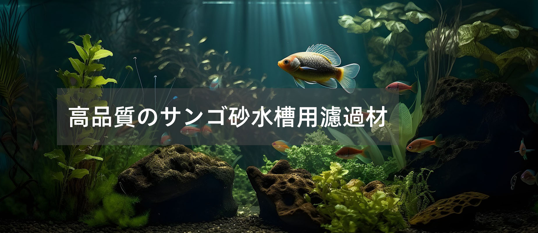 首页大轮换图2